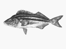 Image of Latris lineata (Striped trumpeter)