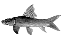 Image of Labeo macrostoma 