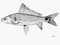 Image of Labiobarbus siamensis 