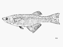 Image of Lamprichthys tanganicanus (Tanganyika killifish)