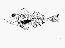 Image of Lepidotrigla cadmani (Scalebreast gurnard)