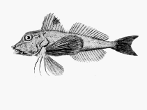 Image of Lepidotrigla vanessa (Butterfly gurnard)