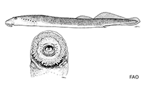 Image of Lampetra zanandreai (Po brook lamprey)