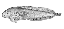 Image of Liparis agassizii 