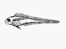 Image of Lyconodes argenteus 