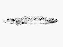 Image of Lycodes sagittarius (Archer eelpout)