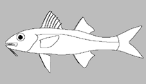 Image of Parupeneus angulatus (Wedgejaw goatfish)