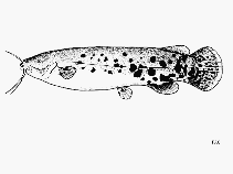 Image of Malapterurus tanganyikaensis 