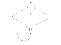 Image of Myliobatis freminvillei (Bullnose eagle ray)