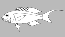 Image of Nemipterus flavomandibularis (Yellow-jaw threadfin bream)