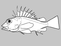 Image of Maxillicosta lopholepis (Bigeye gurnard perch)