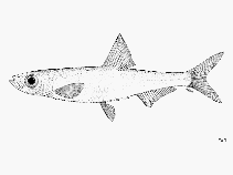 Image of Nannothrissa parva (Lake Tumba dwarf sprat)