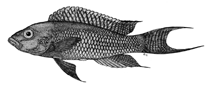 Image of Neolamprologus chitamwebwai 