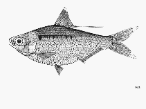 Image of Nematalosa galatheae (Galathea gizzard shad)