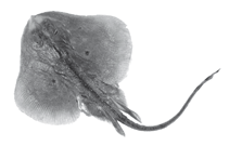 Image of Neoraja iberica (Iberian pygmy skate)