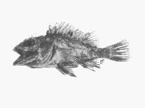 Image of Neoscorpaena nielseni 