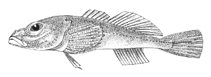 Image of Neocottus thermalis 