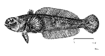 Image of Indonotothenia cyanobrancha (Blue rockcod)