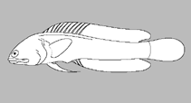 Image of Opistognathus alleni (Abrolhos jawfish)