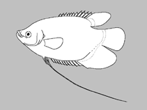 Image of Macropodus lineatus 