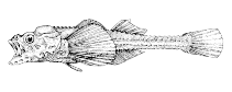 Image of Stellerina xyosterna (Pricklebreast poacher)