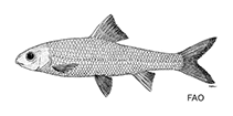 Image of Onychostoma elongatum 