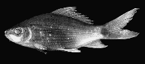 Image of Osteochilus borneensis 