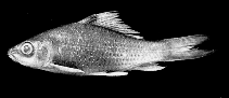 Image of Osteochilus intermedius 