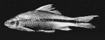 Image of Osteochilus waandersii 