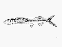 Image of Oxyporhamphus similis (False halfbeak)