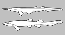 Image of Bythaelurus alcockii (Arabian catshark)