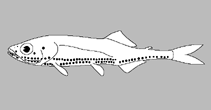 Image of Polymetme illustris (Brilliant lightfish)