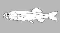 Image of Matsuichthys aequipinnis 