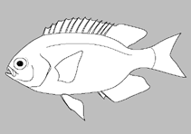 Image of Parma kermadecensis (Kermadec scalyfin)