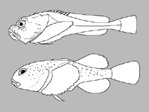 Image of Cottunculus nudus (Bonyskull toadfish)