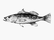 Image of Paralabrax albomaculatus (Camotillo)