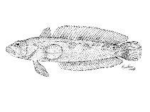 Image of Patagonotothen brevicauda (Patagonian rockcod)