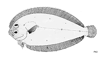 Image of Parabothus coarctatus 