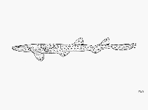 Image of Parascyllium ferrugineum (Rusty carpetshark)