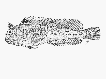 Image of Parablennius lodosus (Mud blenny)