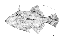 Image of Paramonacanthus lowei (Lowe\