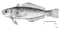 Image of Paranotothenia magellanica (Magellanic rockcod)