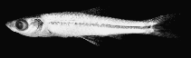 Image of Pectenocypris balaena 