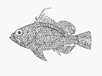 Image of Plectranthias morgansi (Flagfin)