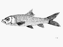 Image of Poropuntius kontumensis 