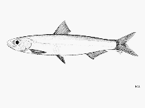 Image of Potamothrissa obtusirostris (Bluntnosed sawtooth pellonuline)