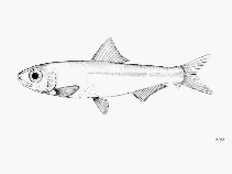 Image of Potamothrissa whiteheadi (Whitehead\