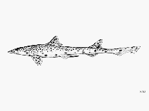 Image of Proscyllium habereri (Graceful catshark)