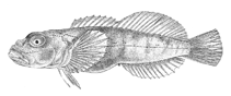 Image of Procottus major 