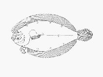 Image of Psettina brevirictis 